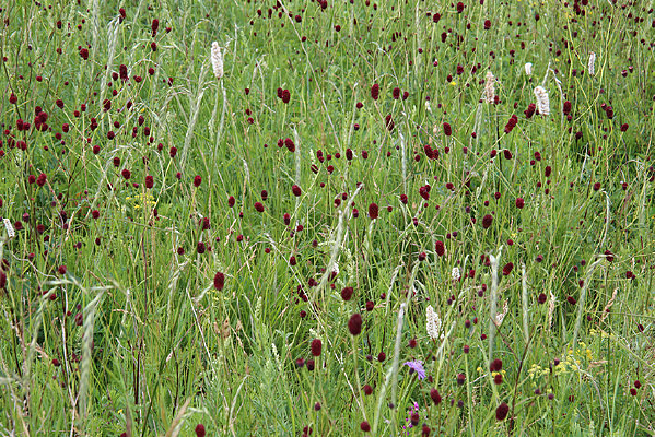 �ļ���ԭҰ��