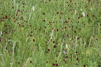 �ļ���ԭҰ��