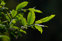 ������ԡ