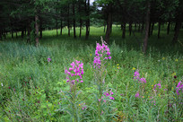 ��ɫ��Ұ��