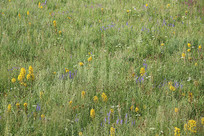 �ٲ��»���