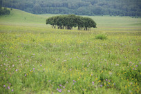 �ٻ�ʢ���Ĳ�ԭ������