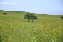 �ٻ�ʢ���Ĳ�ԭɽ��