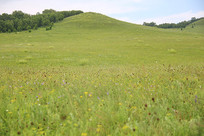 �ٻ�ʢ����ɽ��