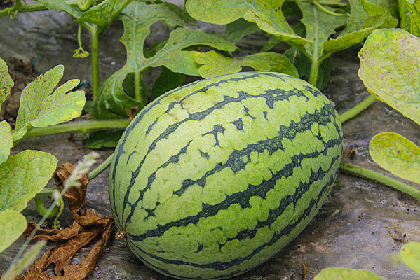 ��Ƥ�����ز�