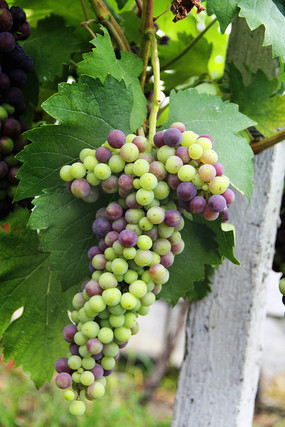 ��ɫ����