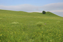 ��ԭ�ٲݻ�����ɽ��