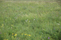 ��ԭ�ٻ���