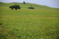 ��ԭ�ٻ���