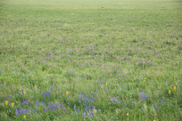 ��ԭ���������ʻ�