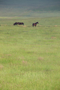 ��ԭ�ϳԲݵ���