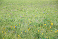 ��ԭ�ϵĻ���