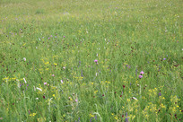 ��ԭ�ϵĻ�������