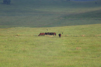 ��ԭ�ϵ���Ⱥ