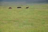 ��ԭ�ϵ��ɹ���