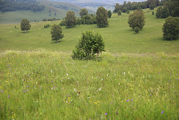 ��ԭ�ϵ�С��