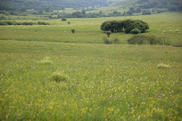 ��ԭɽ��������