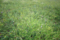 ��ԭ��̬�ٲݻ�