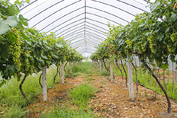 ��������԰