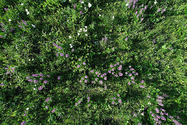 ���Ĳ�ԭֲ����Ұ�� 