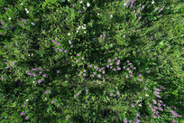 ���Ĳ�ԭֲ����Ұ�� 