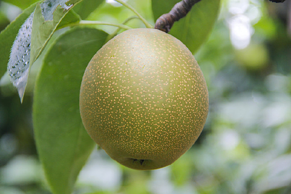 ��Ʒ����