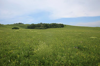 ��ɽ��Ұ���ʻ�����