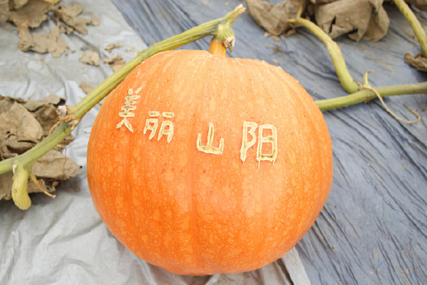 ����ɽ���Ϲ�