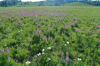 ������ï��ֲ����Ұ��