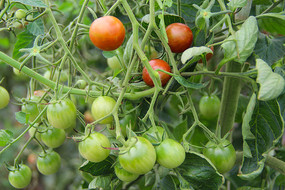 ��԰С������