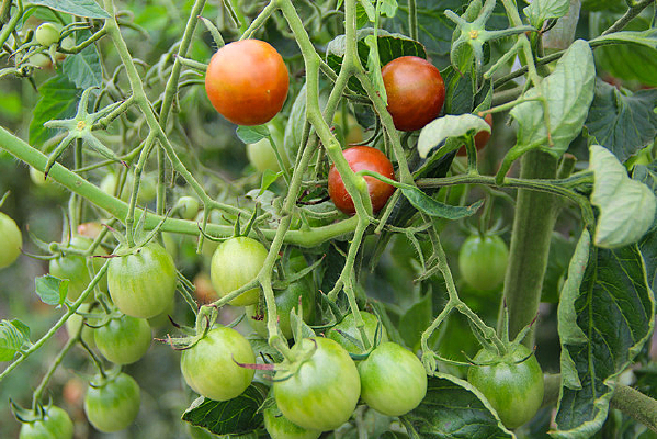 ��԰С������