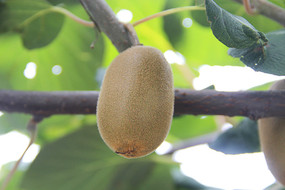 һ��⨺���