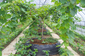 �л���̬����԰