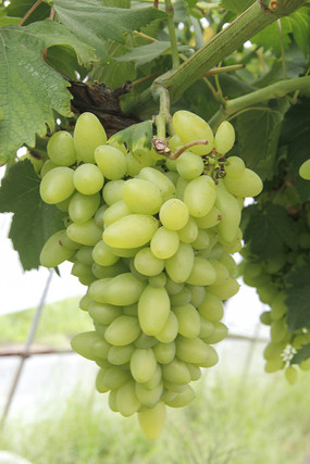 ��ֲ�����ز�