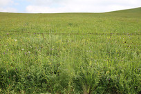 ��ԭ���»���