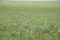 ��ԭ����