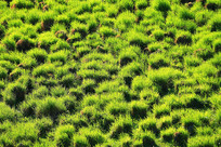 ��ԭʪ�زݵ���ͷ