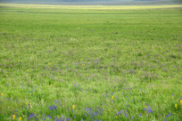 �����ʻ��Ĳ�ԭ����