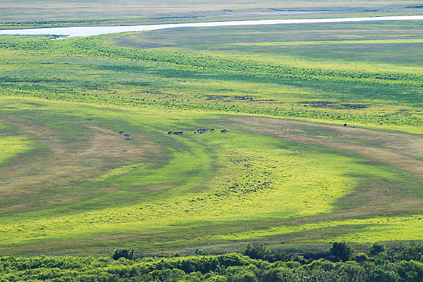 ��ɫ���� �Բݵ�ţȺ 