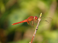 �����ĺ�����