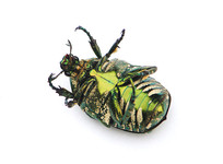 �ױ��������