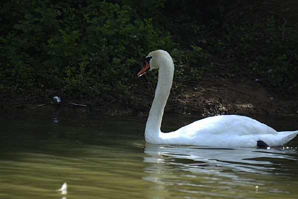 ��ɫ�����