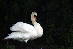 ��ͷ���Ե����