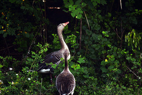 ���ֺóԵĴ���