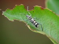 �������ּ�����ţ