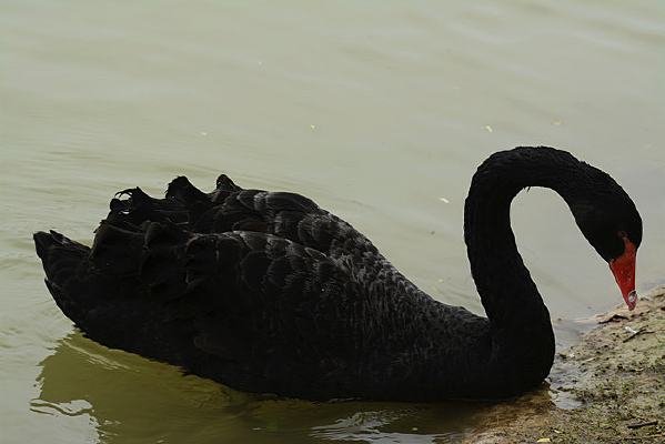 ��ʳ�еĺ����