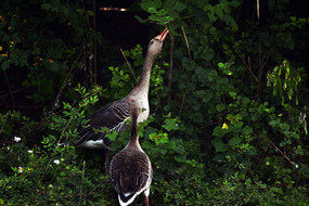 ��ʳ�Ĵ���