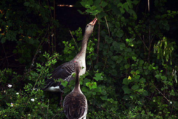 ��ʳ�Ĵ���