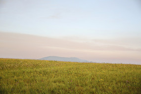 ��ԭ�ٲݻ���