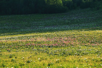 ��ԭ�ݵ�ɽ��ʢ��